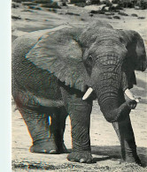 Animaux - Eléphants - Afrique Du Sud - South Africa - Addo Elephant National Park - Nasionale Addo-olifantpark - Parc Zo - Olifanten