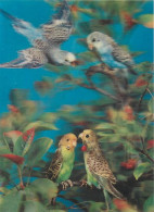 Animaux - Oiseaux - Perroquet - The Four Parrots - Carte 3D - CPM - Voir Scans Recto-Verso - Vögel