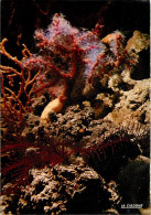 Animaux - Poissons - Aquarium De La Rochelle - 17.300.18 - Corallium Rubrum (Méditerranée) - Carte Neuve - CPM - Voir Sc - Fische Und Schaltiere