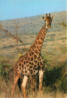 Animaux - Girafes - Afrique Du Sud - South Africa Wild Life - A Giraffe In Its Natural Surroundings In Ttie Wooded FiiUs - Girafes
