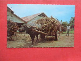 Water Buffalo & Sugar Cane. .  Trinidad   Ref 6411 - Trinidad