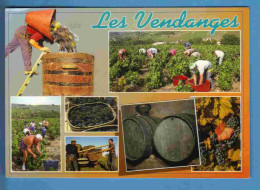 Vignes - Vendanges - Multivues - Ecrite En 2000 - Viñedos