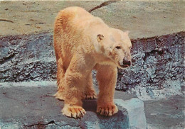 Animaux - Ours - Ours Blanc - Bear - CPM - Voir Scans Recto-Verso - Ours