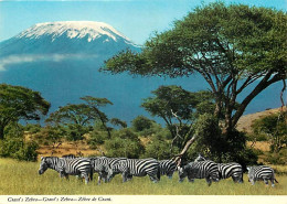 Animaux - Zèbres - Zèbre De Grant - Mont Kilimandjaro - CPM - Carte Neuve - Voir Scans Recto-Verso - Cebras