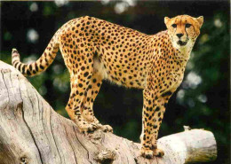 Animaux - Fauves - Guépard - Zoo De La Flèche - Cheetah - CPM - Carte Neuve - Voir Scans Recto-Verso - Autres & Non Classés