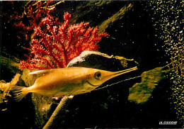 Animaux - Poissons - Aquarium De La Rochelle - 17.300.19 - Macroramphosus Scolopax Ou Bécasse De Mer (Atlantique) - Cart - Pescados Y Crustáceos