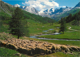 Animaux - Moutons - Troupeau De Moutons Dans Les Montagnes - CPM - Voir Scans Recto-Verso - Autres & Non Classés