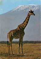 Animaux - Girafes - Kenya - Giraffe And Kilmanjaro - Voir Timbre Du Kenya - CPM - Voir Scans Recto-Verso - Girafes