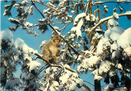 Animaux - Singes - La Forêt Des Singes De Rocamadour - Macaque De Barbarie - Hiver - Neige - Carte Neuve - CPM - Voir Sc - Monkeys