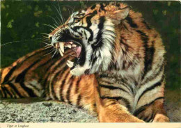 Animaux - Fauves - Tigre - CPSM Format CPA - Voir Scans Recto-Verso - Tiger
