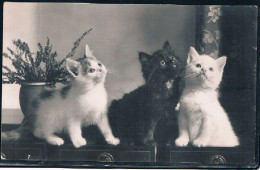 3 Chats -cats -  Poezen Op Kast - Katzen - Chats