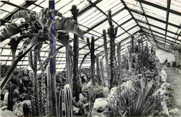 Fleurs - Plantes - Cactus - Xonrupt - La Moinaudière - La Grande Serre à Cactées - Mention Photographie Véritable - Cart - Cactusses