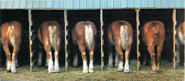 Format Spécial - 230 X 102 Mms - Animaux - Chevaux - A L'étable - Bob Winsett - Carte Neuve - Frais Spécifique En Raison - Horses