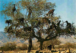 Maroc - Chèvres Dans Les Arganiers - Carte Neuve - CPM - Voir Scans Recto-Verso - Autres & Non Classés