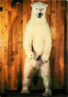 Animaux - Ours - Musée De La Chasse Et De La Nature - Hotel De Guenegaud - Ours Polaire - Kenai - Alaska - Bear - CPM -  - Bären