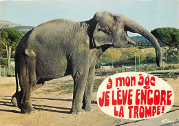 Animaux - Eléphants - Fréjus - Parc Zoologique - Carte Humoristique - Parc Zoologique - Zoo - CPM - Voir Scans Recto-Ver - Elephants