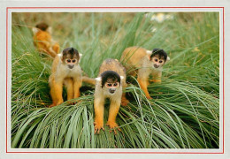 Animaux - Singes - Zoo De Doué Et Jardin Zoologique Des Sables D'Olonne - Saimiris - Carte Neuve - CPM - Voir Scans Rect - Monkeys