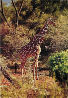 Animaux - Girafes - Flamme Postale De Savigny Sur Orge - CPM - Voir Scans Recto-Verso - Giraffen