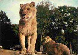 Animaux - Fauves - Lion - Réserve Africaine Du Château De Thoiry En Yvelines - Zoo - CPM - Voir Scans Recto-Verso - Leones