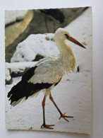 D202973    AK  CPM  - Stork  - Cigogne -Storch   - Hungarian Postcard 1983 - Vögel