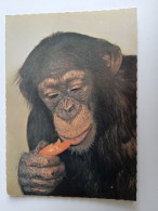 D202974     AK  CPM  - Chimpanzee   - Hungarian Postcard 1983 - Monkeys