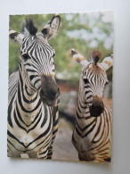 D202975      AK  CPM  -Zebra Zebras    - Hungarian Postcard 1983 - Zebras