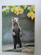 D202976    AK  CPM  - Brown Bear  Ours  - Hungarian Postcard 1983 - Ours