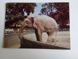 D202977     AK  CPM  -Elephant   - Hungarian Postcard 1981 - Ours