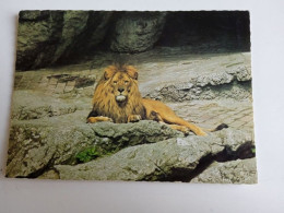 D202979      AK  CPM  - Lion Löwe  - Hungarian Postcard 1983 - Leones