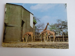 D202980  AK  CPM  - ZOO -  Giraffe   - Hungarian Postcard 1981 - Leeuwen