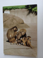 D202981   AK  CPM  - ZOO -  Mantelpavian - Pavian  Gray Baboon   - Hungarian Postcard 1981 - Lions