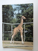 D202985  AK  CPM  - ZOO - Giraffe  - Hungarian Postcard 1983 - Jirafas