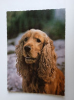 D202987  AK  CPM  - DOG CHIEN HUND  - Cocker Spaniel   - Hungarian Postcard 1982 - Hunde