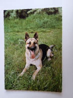 D202988   AK  CPM  - DOG CHIEN HUND  - German Shepherd - Hungarian Postcard 1982 - Hunde