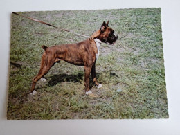D202989   AK  CPM  - DOG CHIEN HUND  - Boxer  - Hungarian Postcard 1982 - Hunde