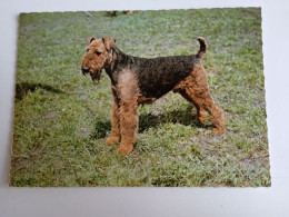 D202990  AK  CPM  - DOG CHIEN HUND  -Irish Terrier   - Hungarian Postcard 1982 - Hunde