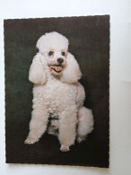 D202991  AK  CPM  - DOG CHIEN HUND  -Dwarf Poodle   - Hungarian Postcard 1982 - Hunde