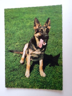 D202992   AK  CPM  - DOG CHIEN HUND  -German Shepherd    - Hungarian Postcard 1982 - Hunde