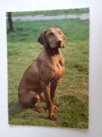 D202994     AK  CPM  - DOG CHIEN HUND  - Pointer  - Hungarian Postcard 1982 - Hunde