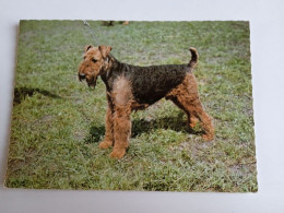 D202995   AK  CPM  - DOG CHIEN HUND  - Irish Terrier  - Hungarian Postcard 1982 - Hunde