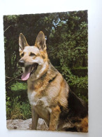 D202996   AK  CPM  - DOG CHIEN HUND  - German Shepherd   - Hungarian Postcard 1982 - Hunde