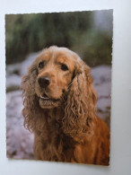 D202998    AK  CPM  - DOG CHIEN HUND  - Cocker Spaniel    - Hungarian Postcard 1982 - Hunde