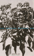 R001915 Common Ivy. Hedera Helix. RP. No 33 - Monde