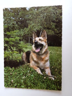 D202999   AK  CPM  - DOG CHIEN HUND  -  German Shepherd  - Hungarian Postcard 1982 - Hunde