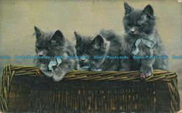 R001925 Old Postcard. Cats. B. B. London. 1907 - Autres & Non Classés