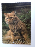 D203002   AK  CPM  Wild Cat   - Hungarian Postcard - Chats