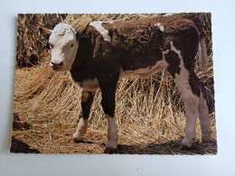 D203004    AK  CPM  - CALF    - Hungarian Postcard 1982 - Vaches