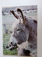 D203007  AK  CPM  -  DONKEY  - Hungarian Postcard 1982 - Donkeys