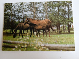 D203009   AK  CPM  -  Horses - Horse Pferd Pferde  Cheval Chevaux   - Hungarian Postcard 1982 - Chevaux