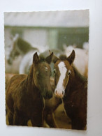 D203010   AK  CPM  -  Horses - Horse Pferd Pferde  Cheval Chevaux   - Hungarian Postcard 1982 - Horses